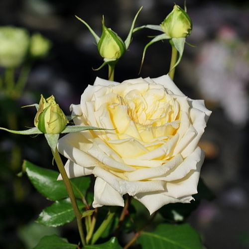 Rosa Tisa™ - amarillo - Árbol de Rosas Floribunda - rosal de pie alto- forma de corona tupida